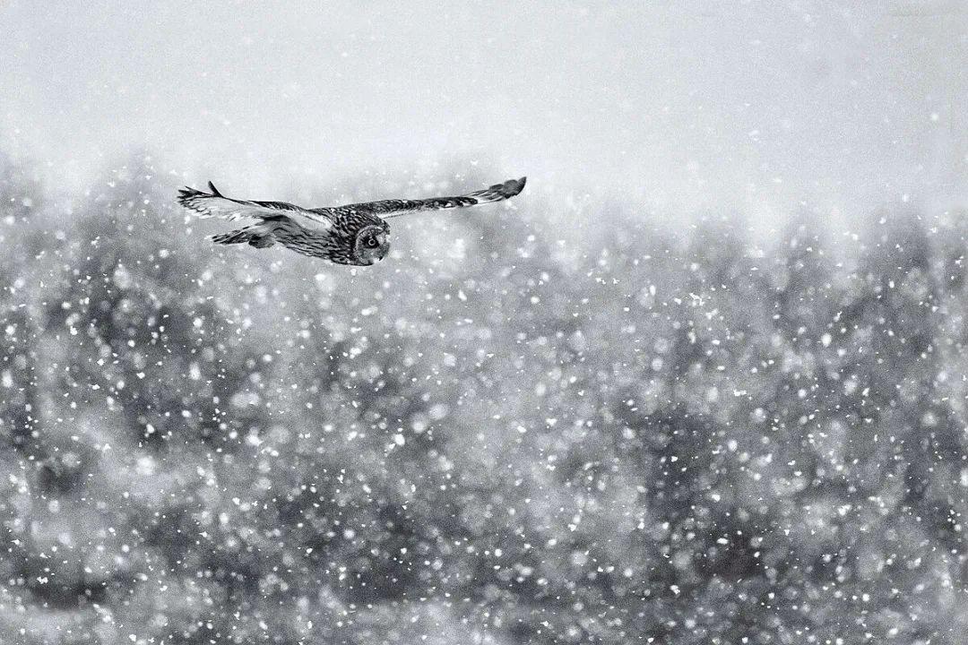 写冬之雪花的诗句（描写冬天雪花飘落的诗句）