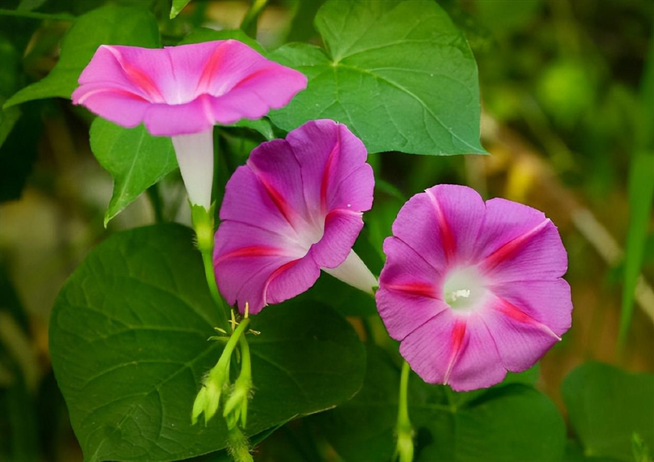 牵牛花的诗有哪些（秋天牵牛花唯美诗）