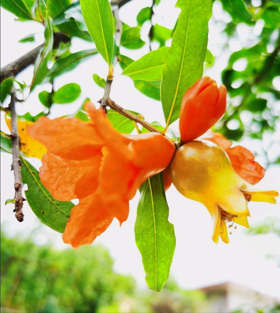 一花一世界，8月花好，千姿百态，争奇斗艳，绚丽斑斓情满天下