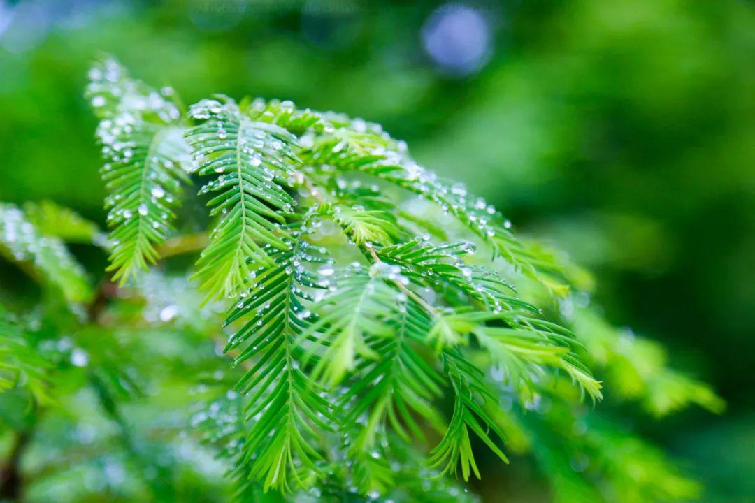 关于春雨的优美的诗句（赞美春雨的优美诗句有哪些?）