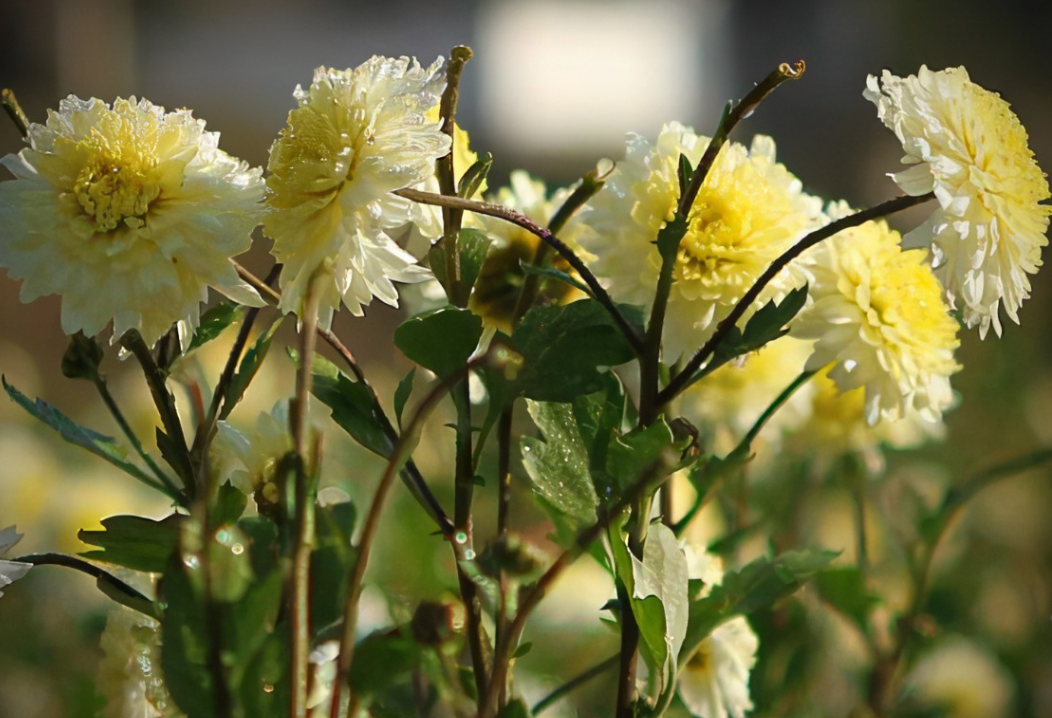 菊花经典诗词（菊花十首有名的诗）