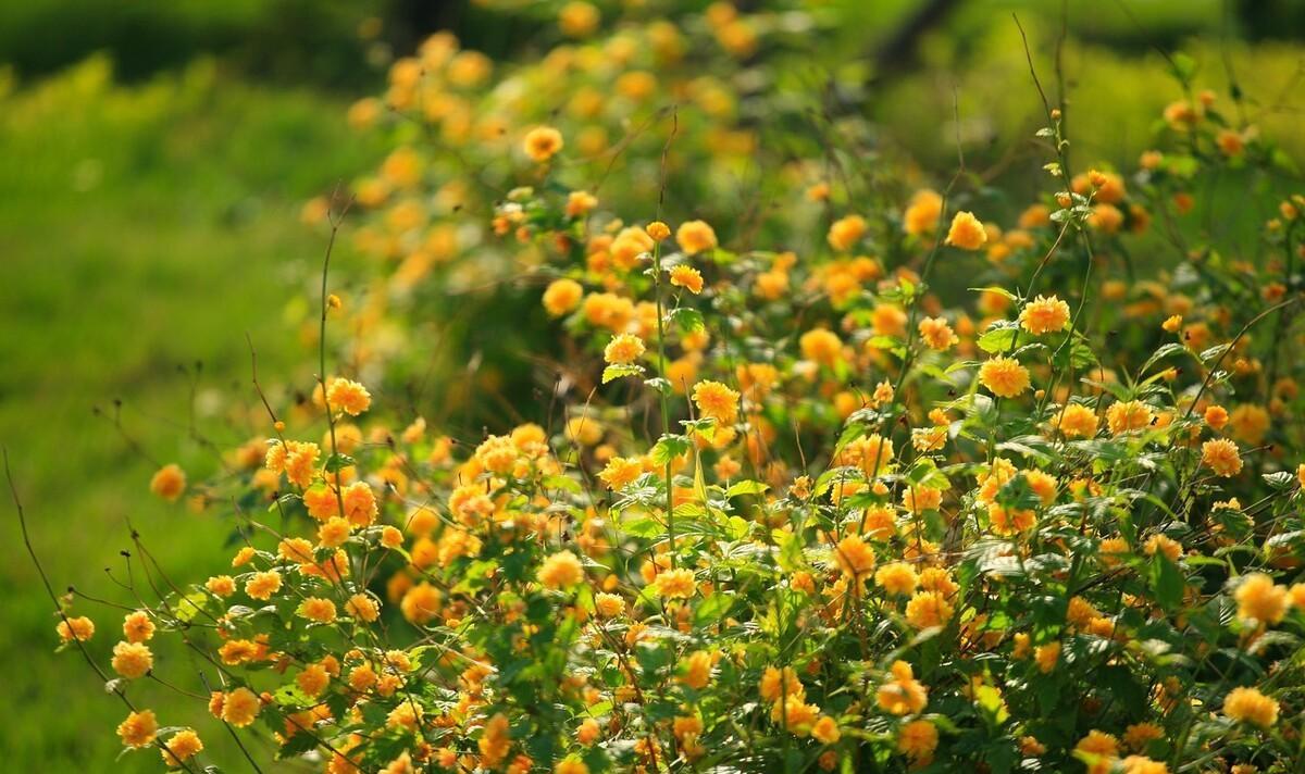 适合春季种的花苗（春季适合播种什么花卉）