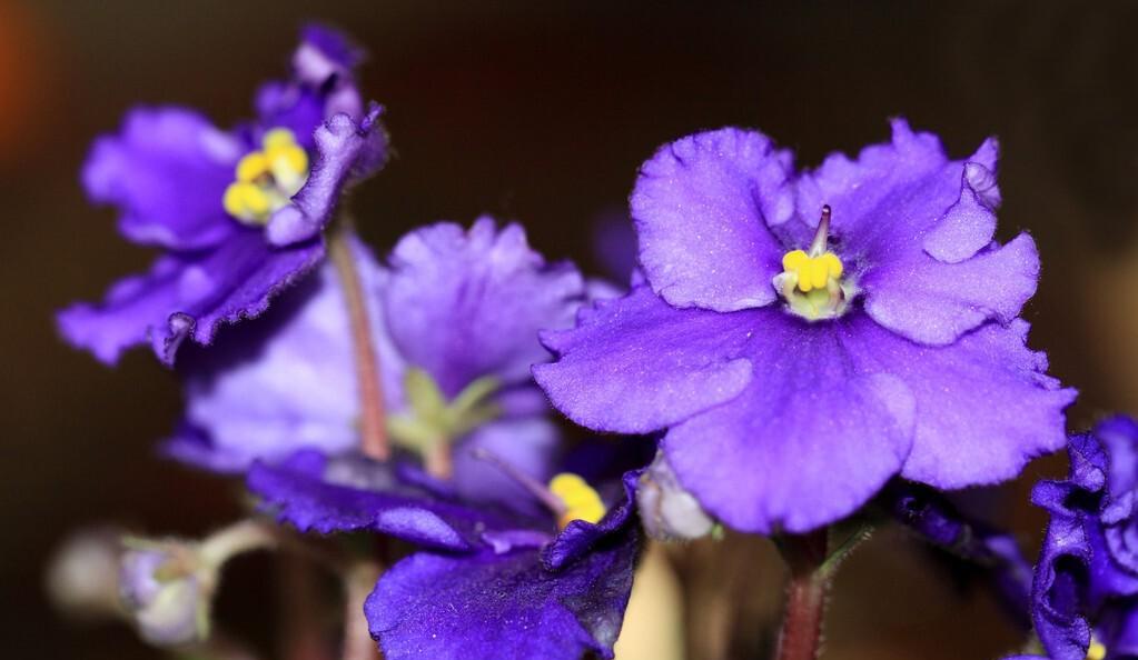 适合春季种的花苗（春季适合播种什么花卉）