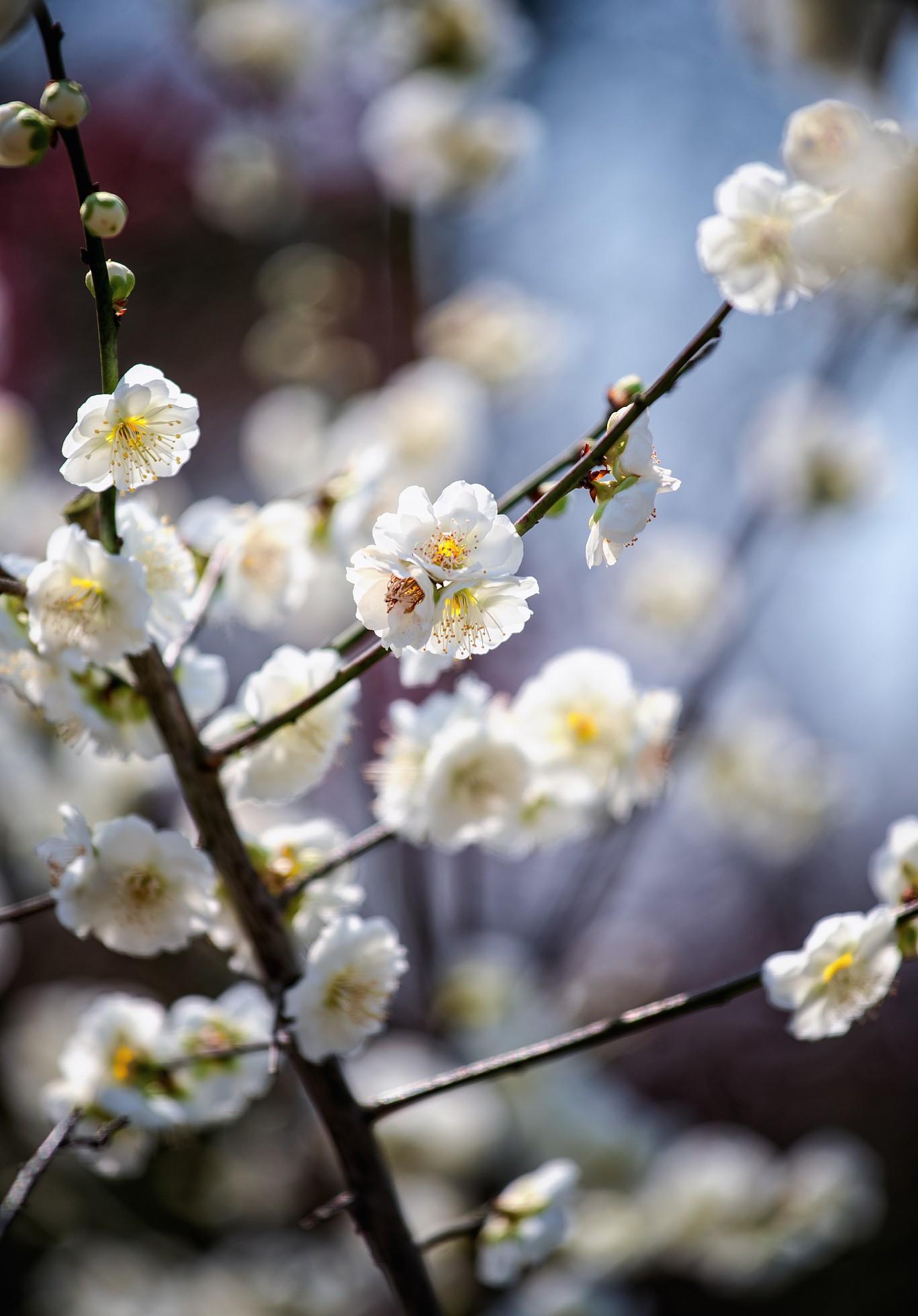 适合春季种的花苗（春季适合播种什么花卉）