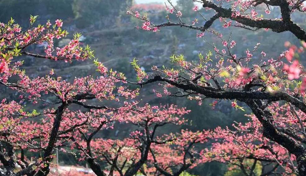 关于桃花的景点（桃花最著名的十首诗）