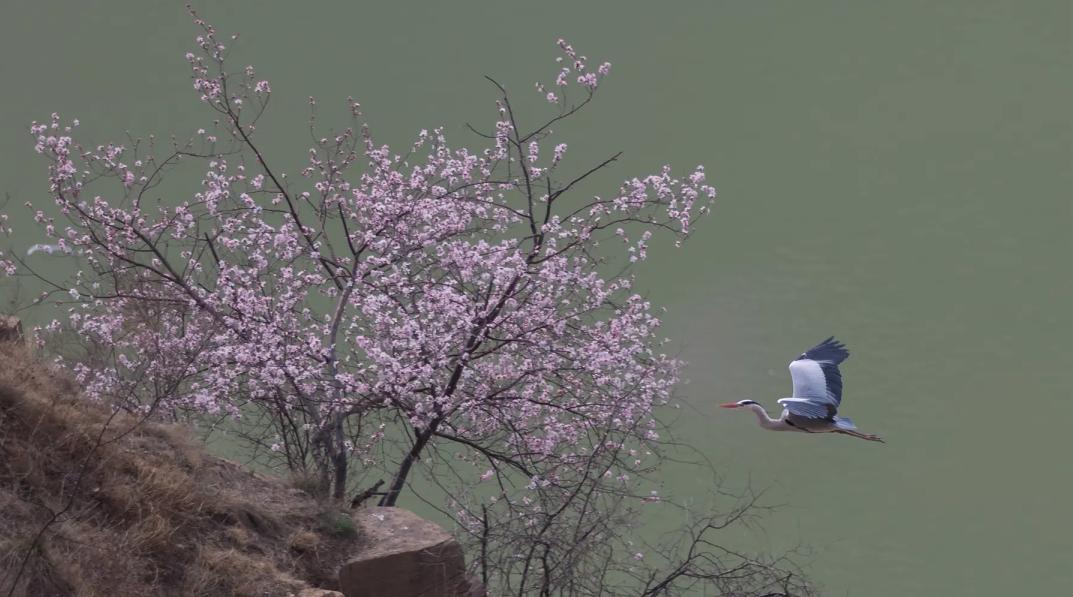 关于桃花的景点（桃花最著名的十首诗）