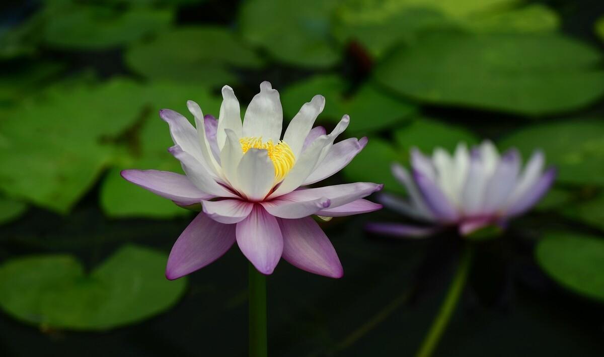 时光在流逝，从不停歇；万物在更新，而我们在成长