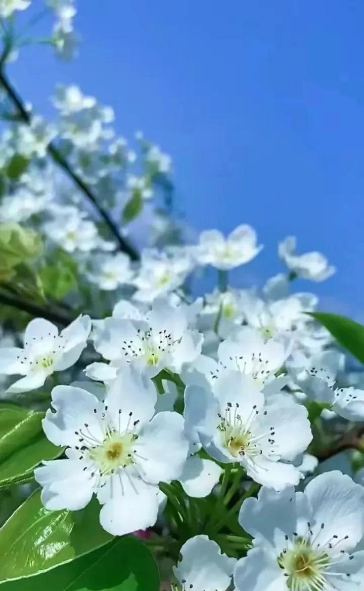 深山的野花，没人欣赏，但也芬芳