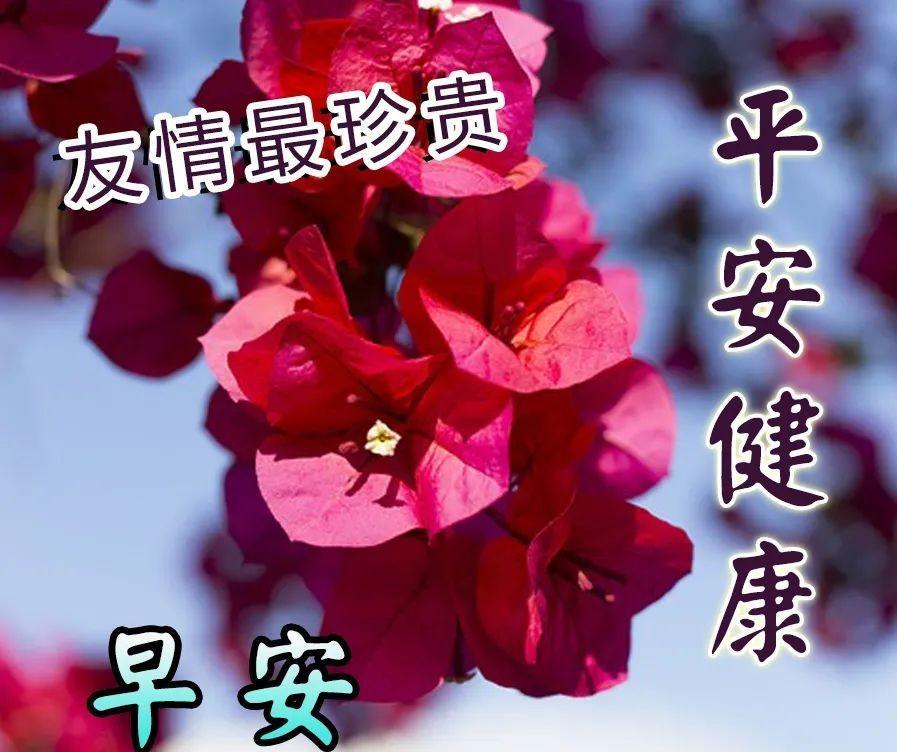 早上好问候语句子（早上好问候语温馨 祝福早上好的句子图片）