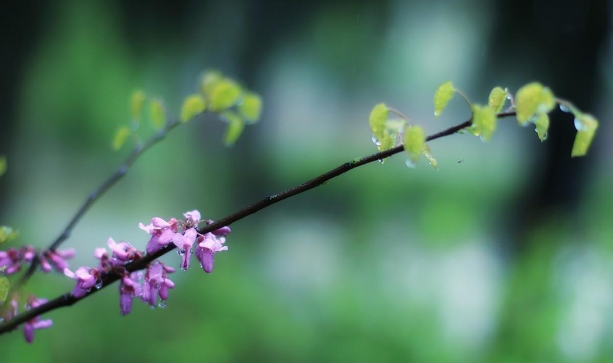 有哪些关于春雨的诗（关于春雨的古诗大全）