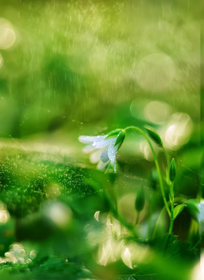 有哪些关于春雨的诗（关于春雨的古诗大全）