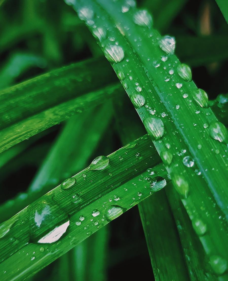 有哪些关于春雨的诗（关于春雨的古诗大全）