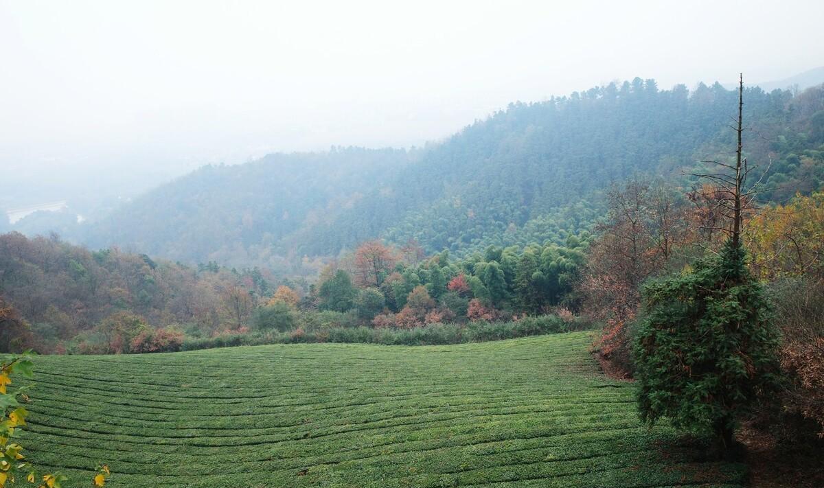 绿水青山古诗大全（绿水青山诗歌鉴赏）