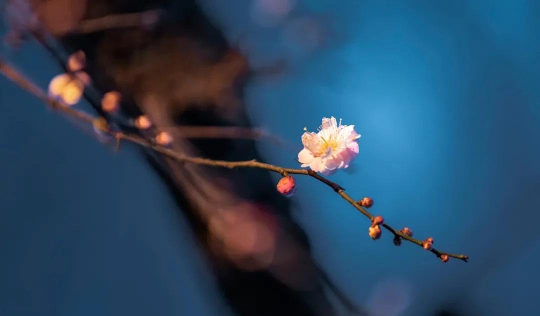 梅花，怎么样都好看（梅花诗句古诗大全）