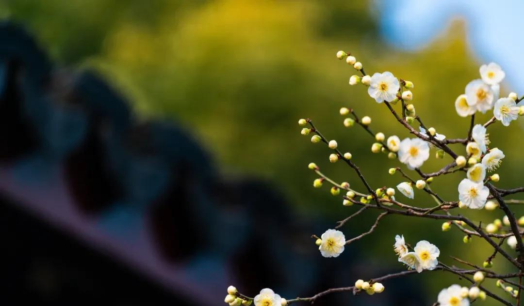 梅花，怎么样都好看（梅花诗句古诗大全）