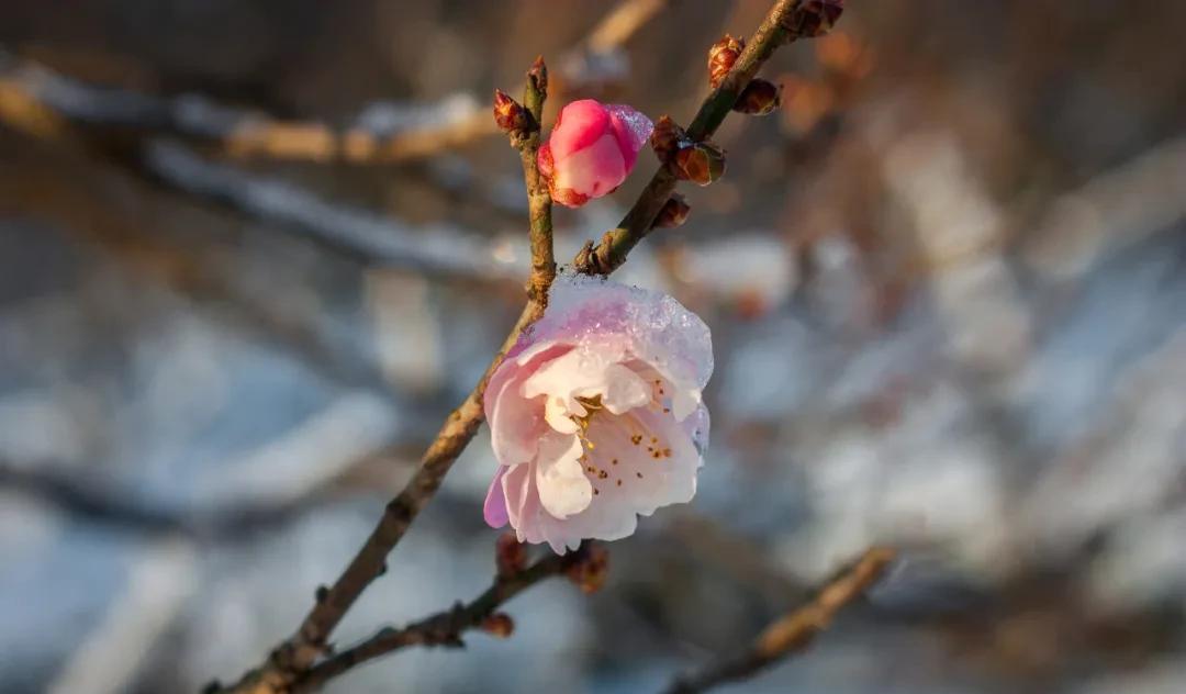 梅花，怎么样都好看（梅花诗句古诗大全）