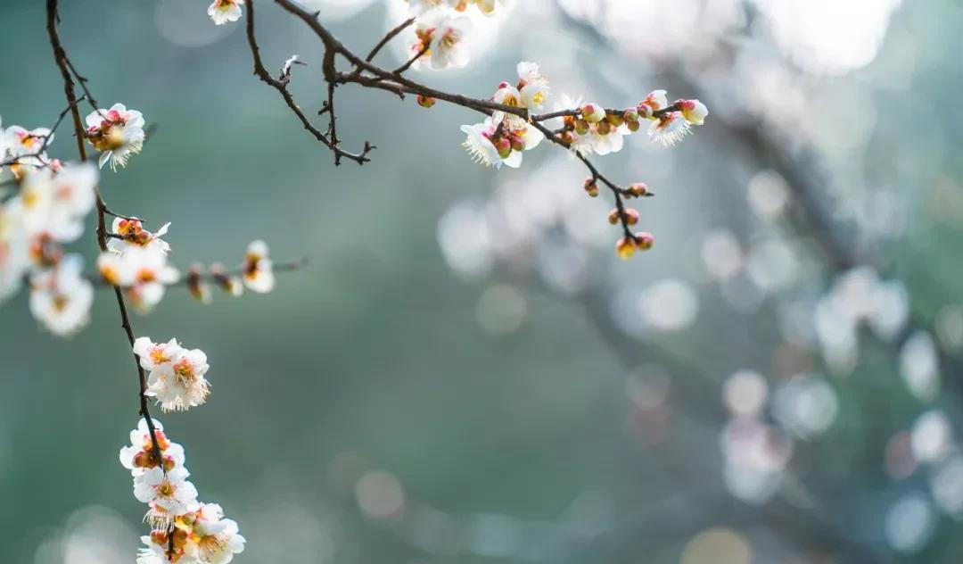 梅花，怎么样都好看（梅花诗句古诗大全）