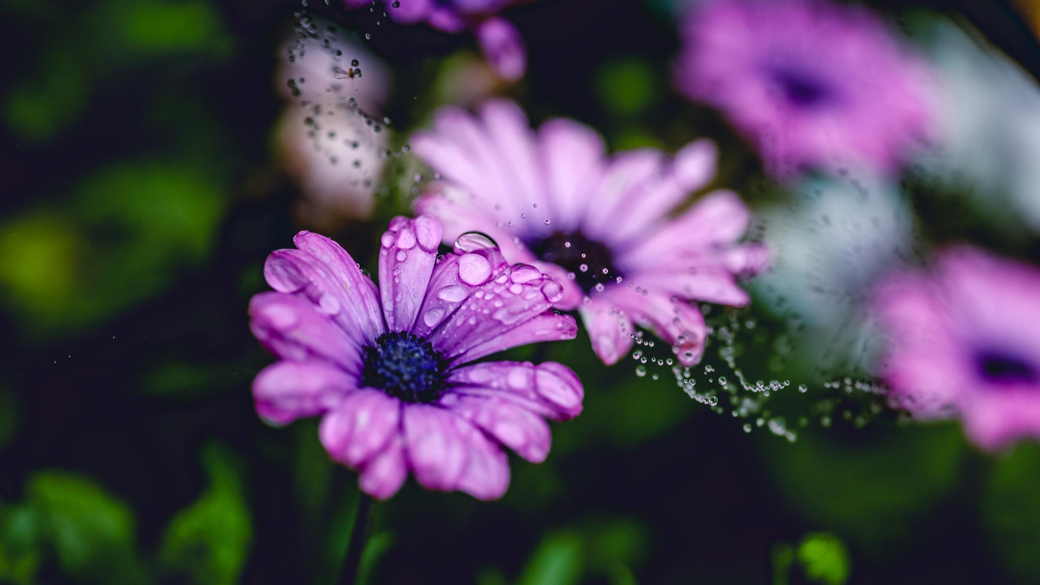 关于听雨的古诗词（细雨绵绵的情感诗）