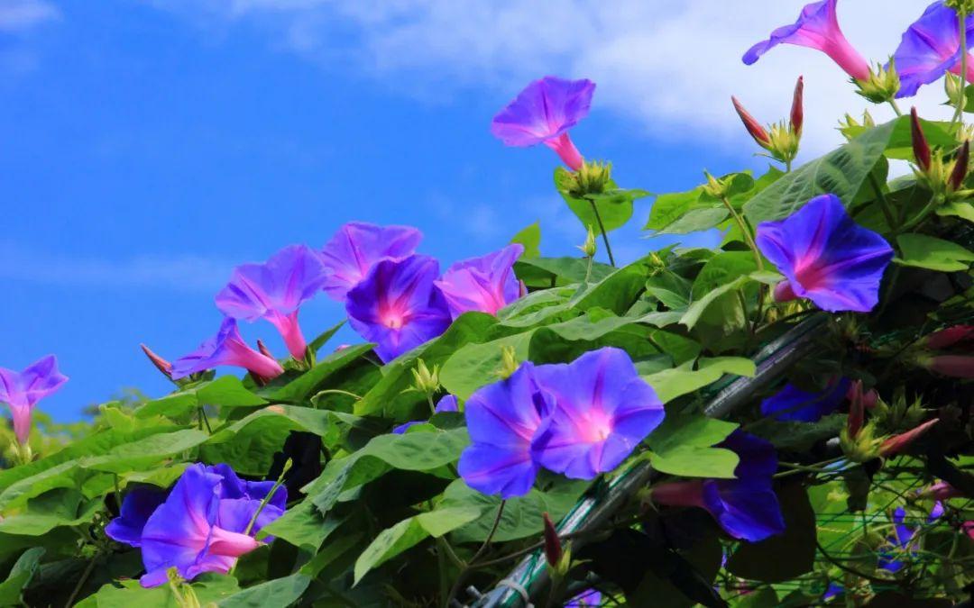 关于牵牛花的诗词(12首)（牵牛花诗词鉴赏）