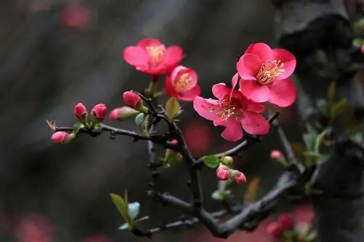 带有春字的古诗大全飞花令（飞花令中带有春字的诗句）