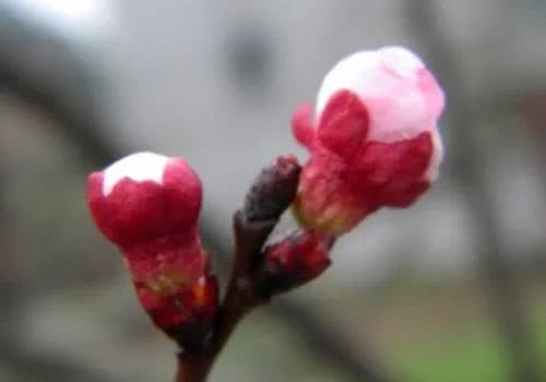 古人写杏花的诗词（古诗杏花的诗句有哪些）