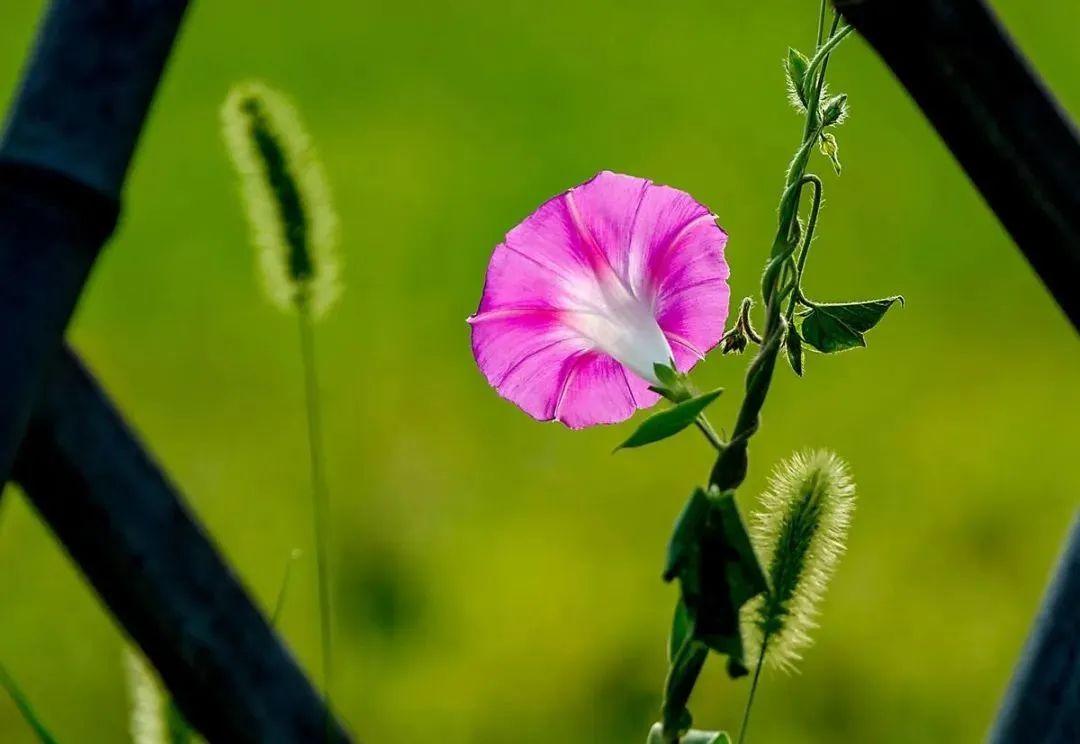 关于牵牛花的诗词(12首)（牵牛花诗词鉴赏）