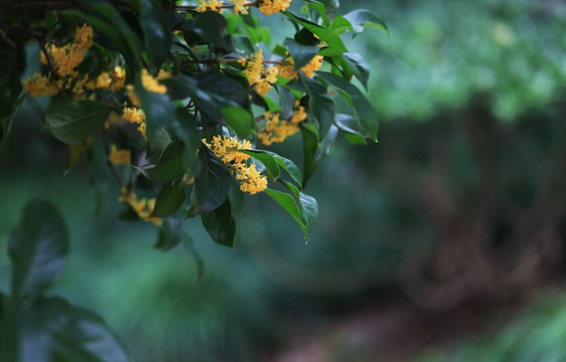 形容桂花香的诗句有哪些（写桂花的诗句古诗大全）