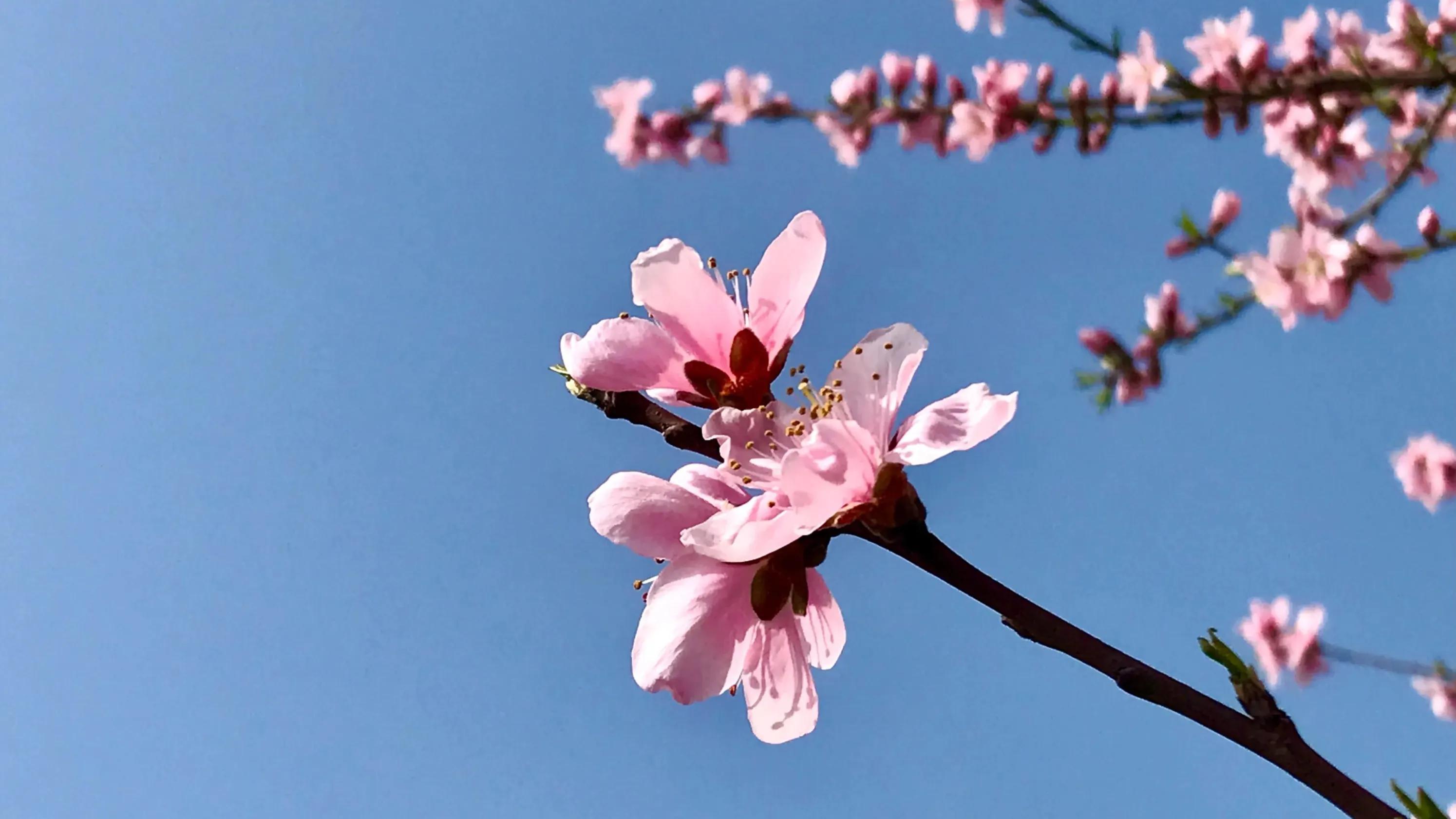 桃花的寓意和象征是什么（桃花的寓意和象征意义和花语）