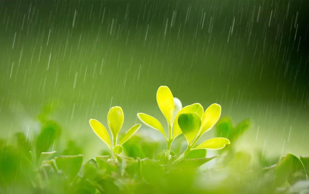 春雨的诗歌古诗大全（关于春雨的二十首古诗）