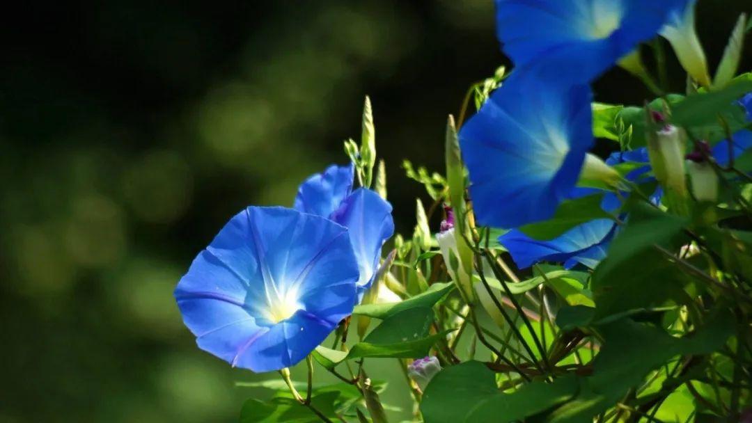 关于牵牛花的诗词(12首)（牵牛花诗词鉴赏）