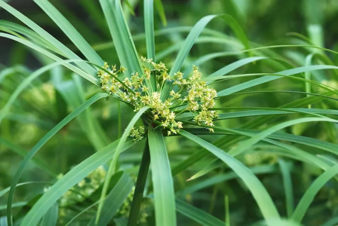 这些诗词中奇奇怪怪的植物，你都读对了吗？