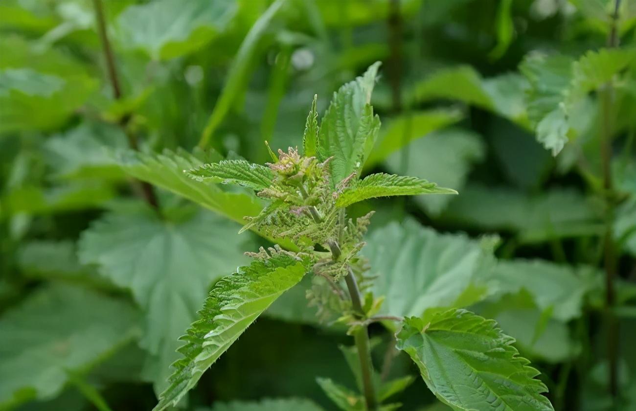 这些诗词中奇奇怪怪的植物，你都读对了吗？