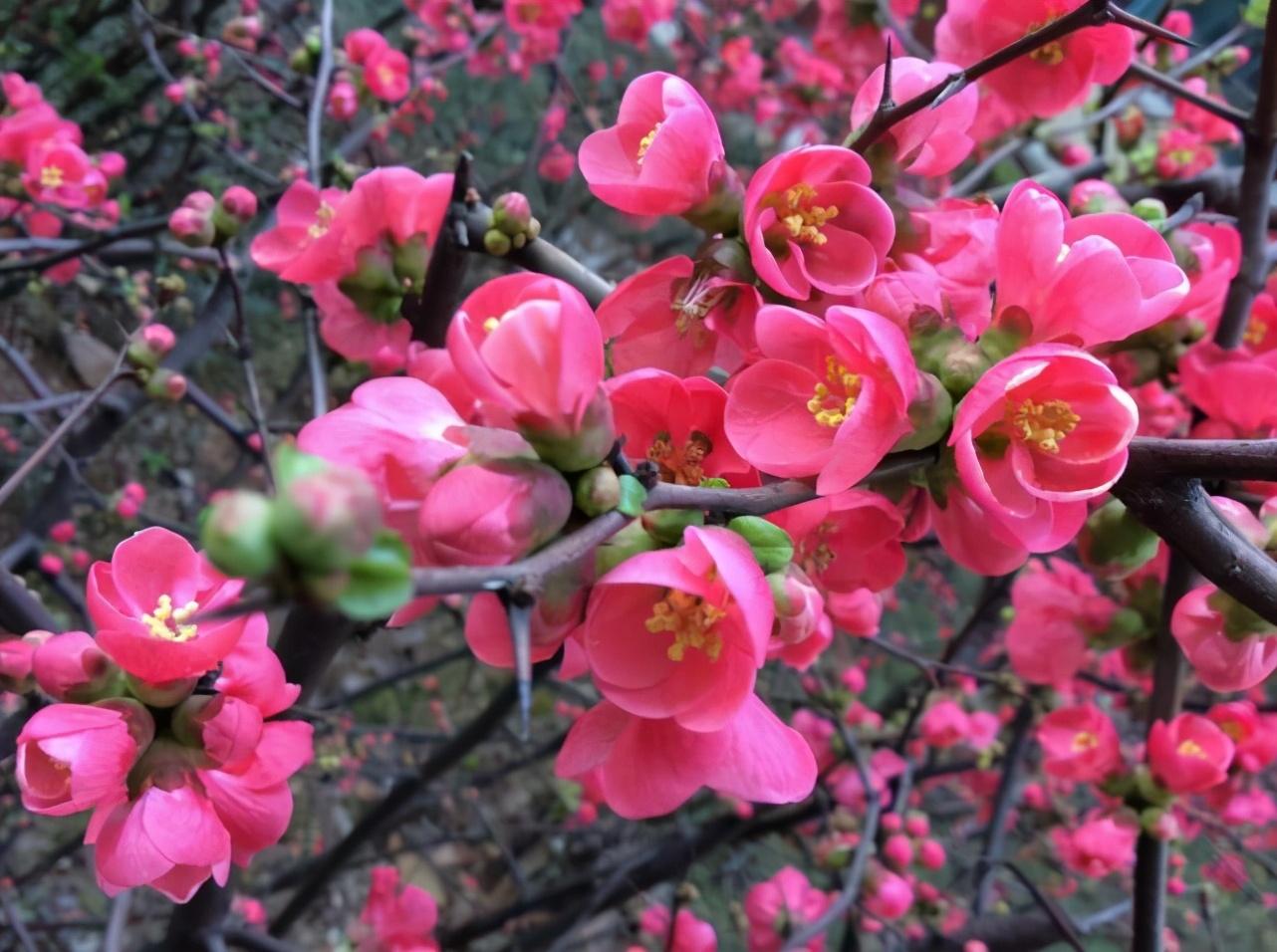 王安石梅花古诗（关于梅花的诗句王安石写的）