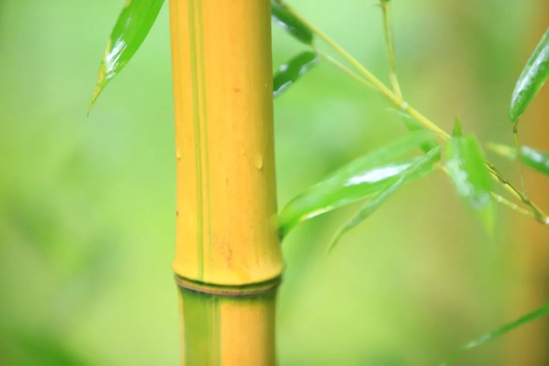 夏雨的优美诗句（赞美夏雨的诗句有哪些）