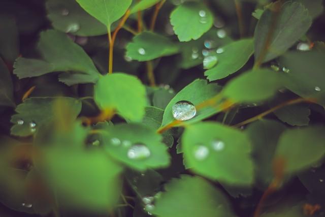 五年级习作雨中即景（雨中即景五年级作文）