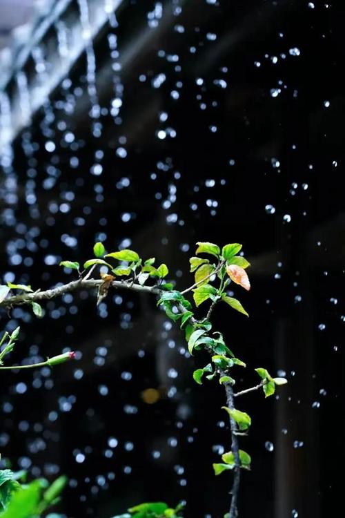 夏天的雨散文随笔（雨后的夏日散文）