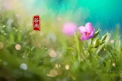 谷雨至,人间暮春,雨落情长（谷雨落春将逝）