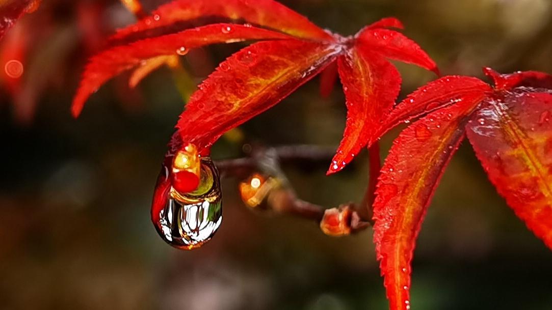 关于听雨的古诗词（细雨绵绵的情感诗）