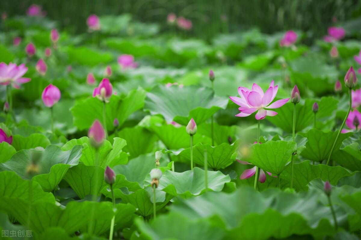 有关夏的古诗词10首（关于夏的诗古诗大全）