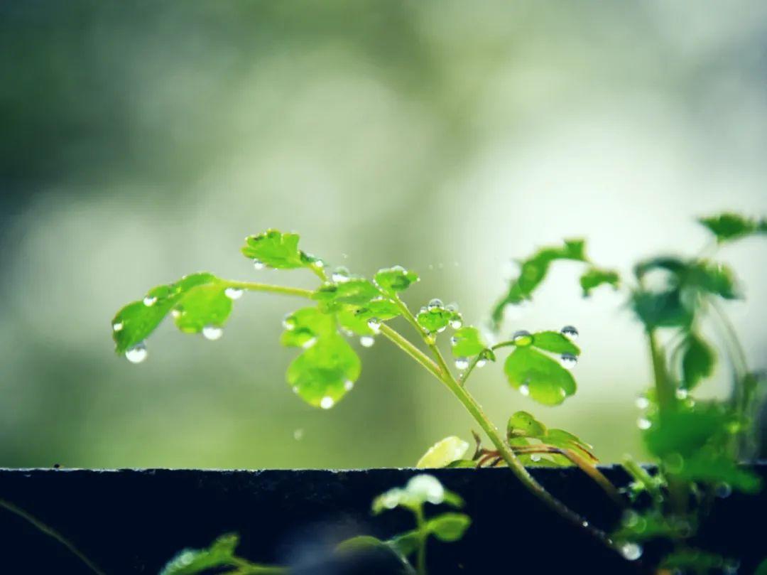 夏雨的优美诗句（赞美夏雨的诗句有哪些）