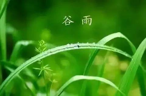 谷雨至,人间暮春,雨落情长（谷雨落春将逝）