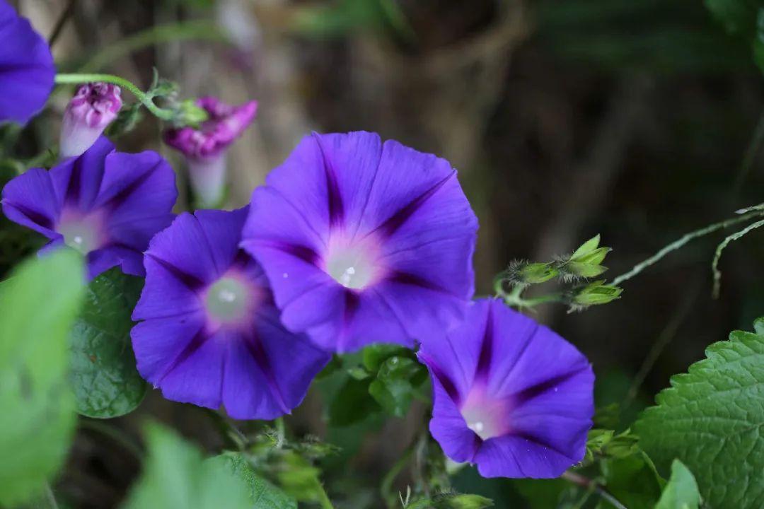 关于牵牛花的诗词(12首)（牵牛花诗词鉴赏）