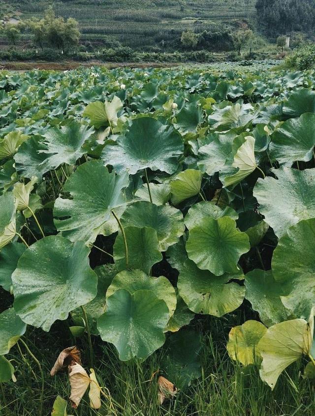 关于夏雨的诗歌（歌颂夏雨的诗）