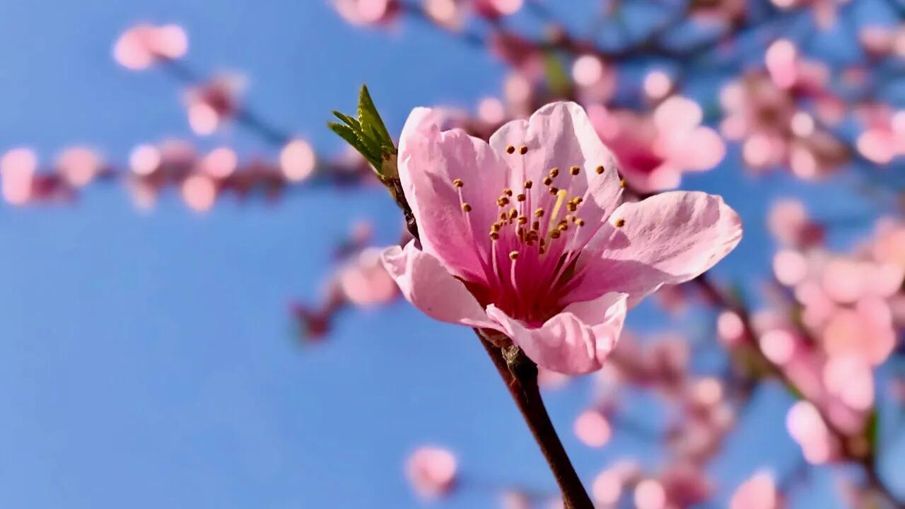 桃花的寓意和象征是什么（桃花的寓意和象征意义和花语）