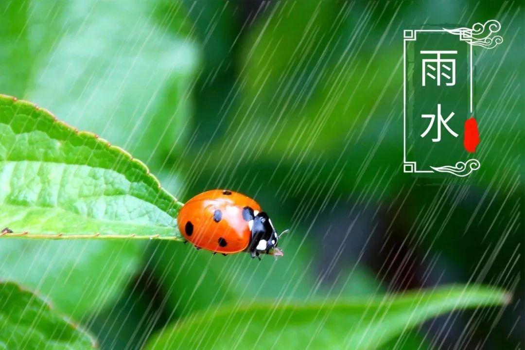 春天雨水节气的诗词（春雨节气的诗句）