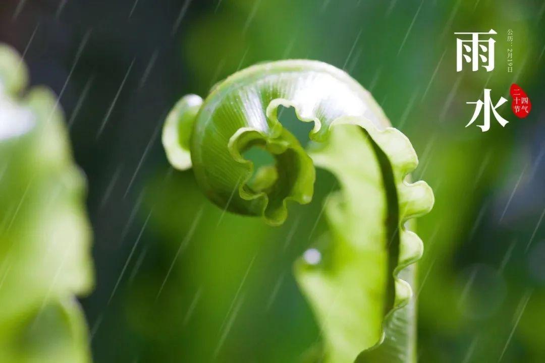 春天雨水节气的诗词（春雨节气的诗句）