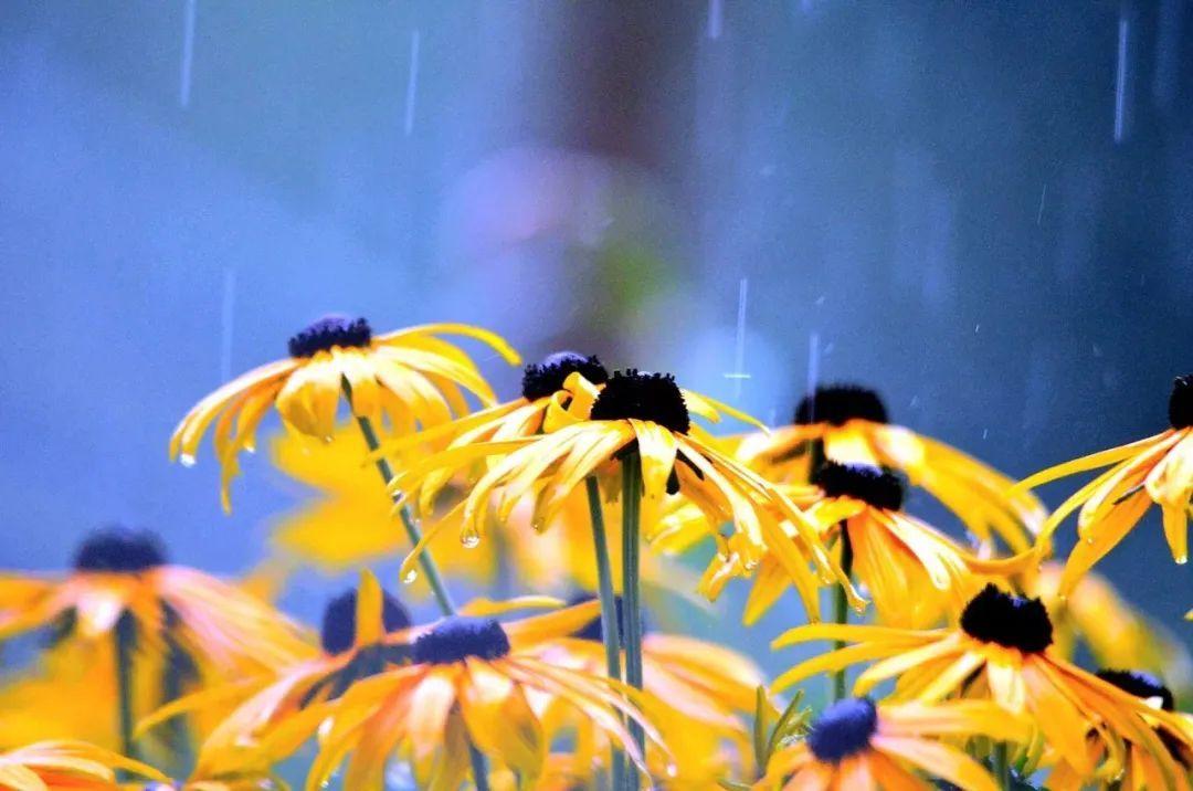 春天雨水节气的诗词（春雨节气的诗句）