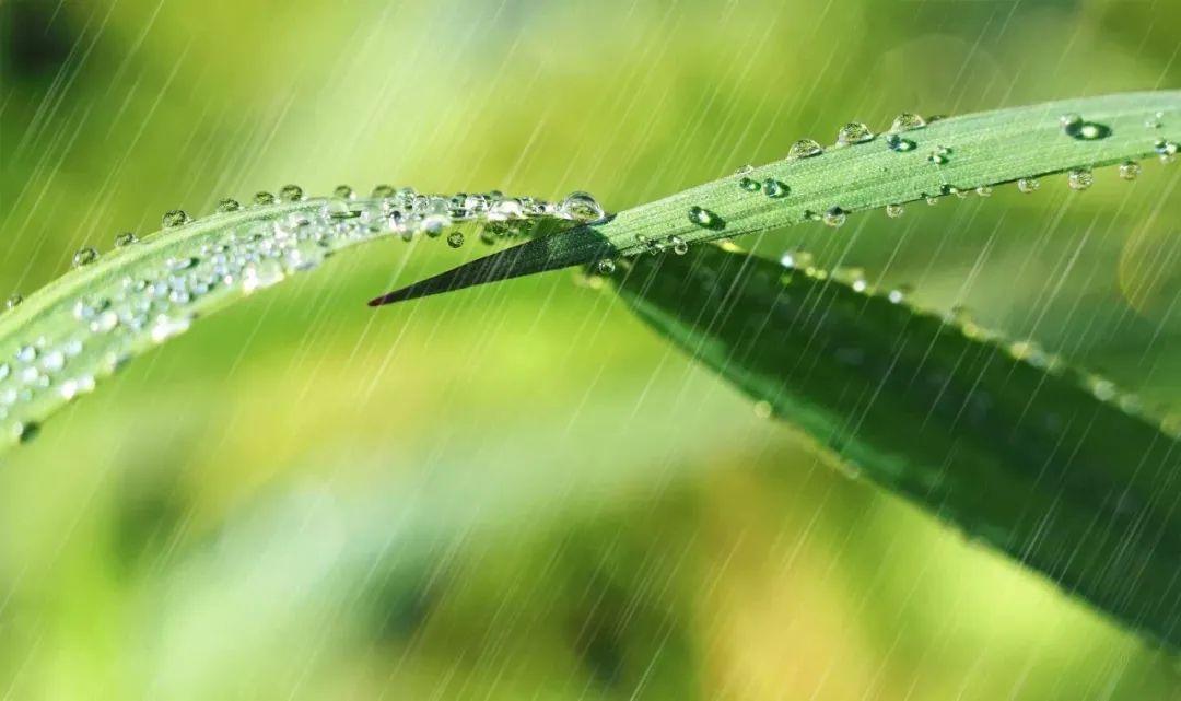 春天雨水节气的诗词（春雨节气的诗句）