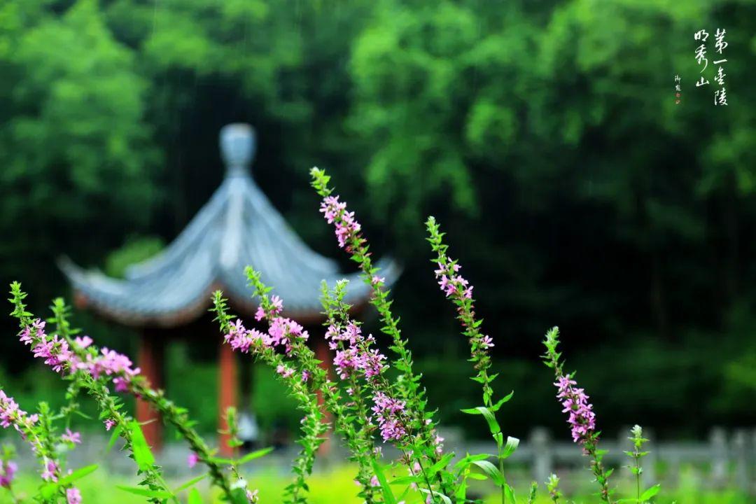 看了栖霞山的夏天，也来读一读名家笔下的夏天~