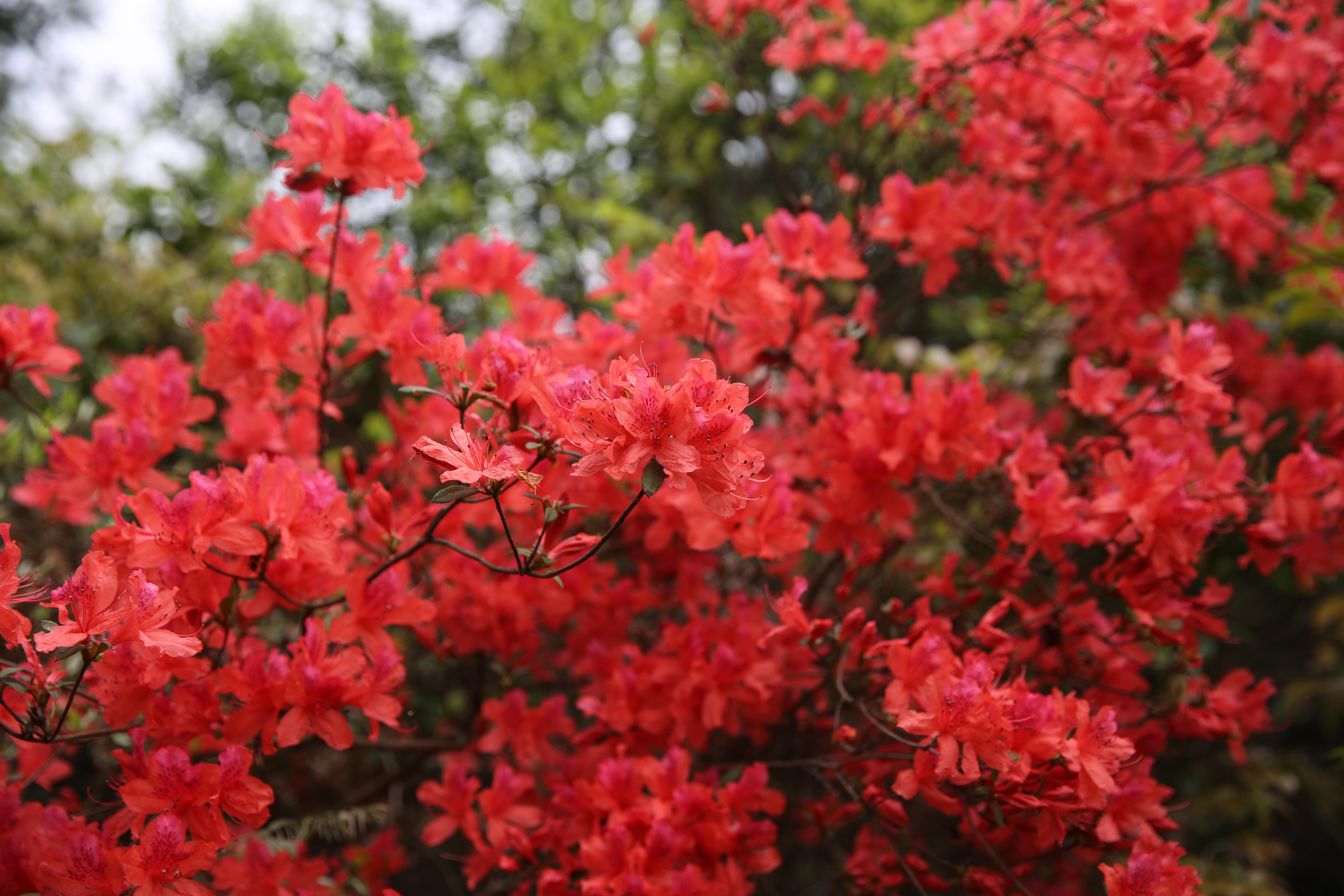 关于杜鹃花的诗词(8首)（描写杜鹃花的古诗大全）